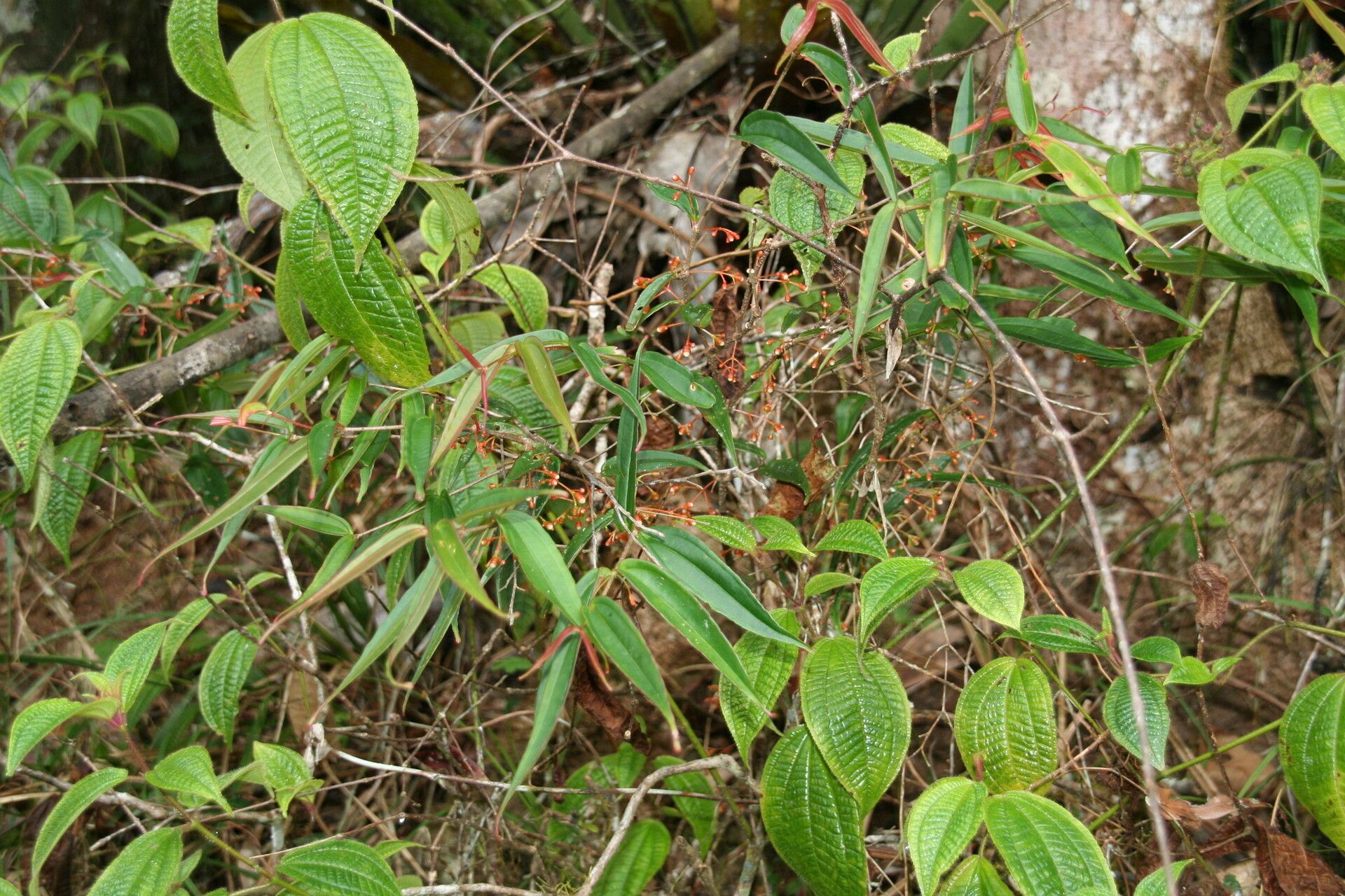 Medinilla micrantha habit