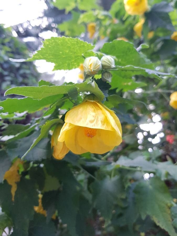 Abutilon spp. flower