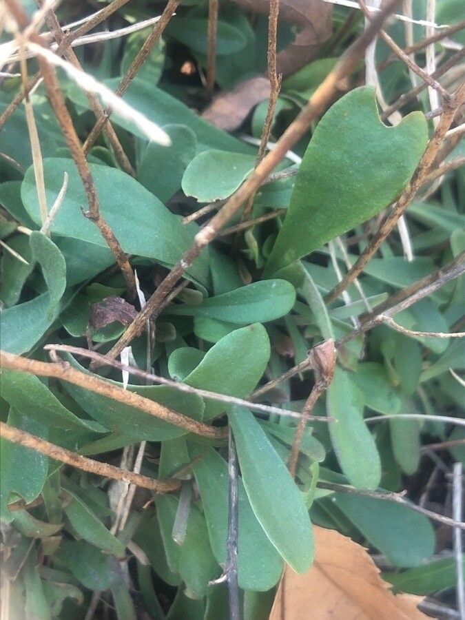 Limonium dichotomum leaf