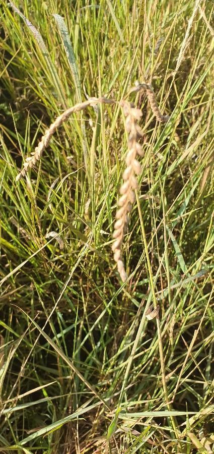 Chloris nutans fruit