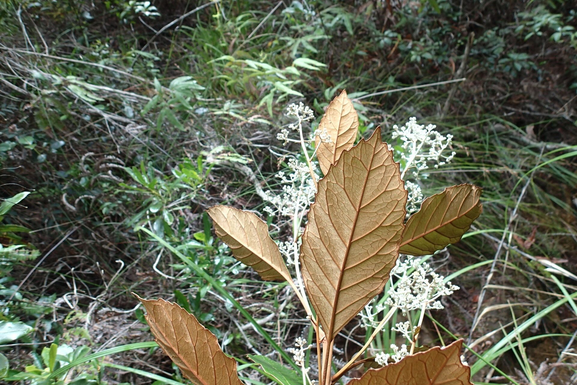 Argophyllum ellipticum — related species from the same genus