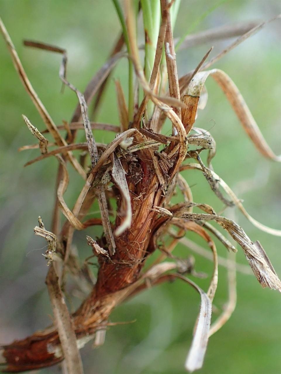 Carex humilis fruit