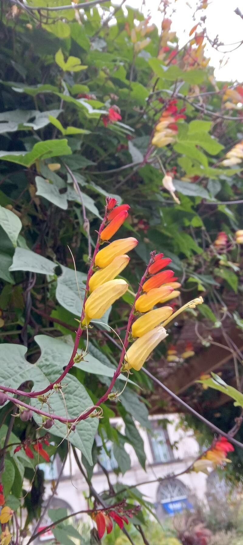 Mina lobata flower