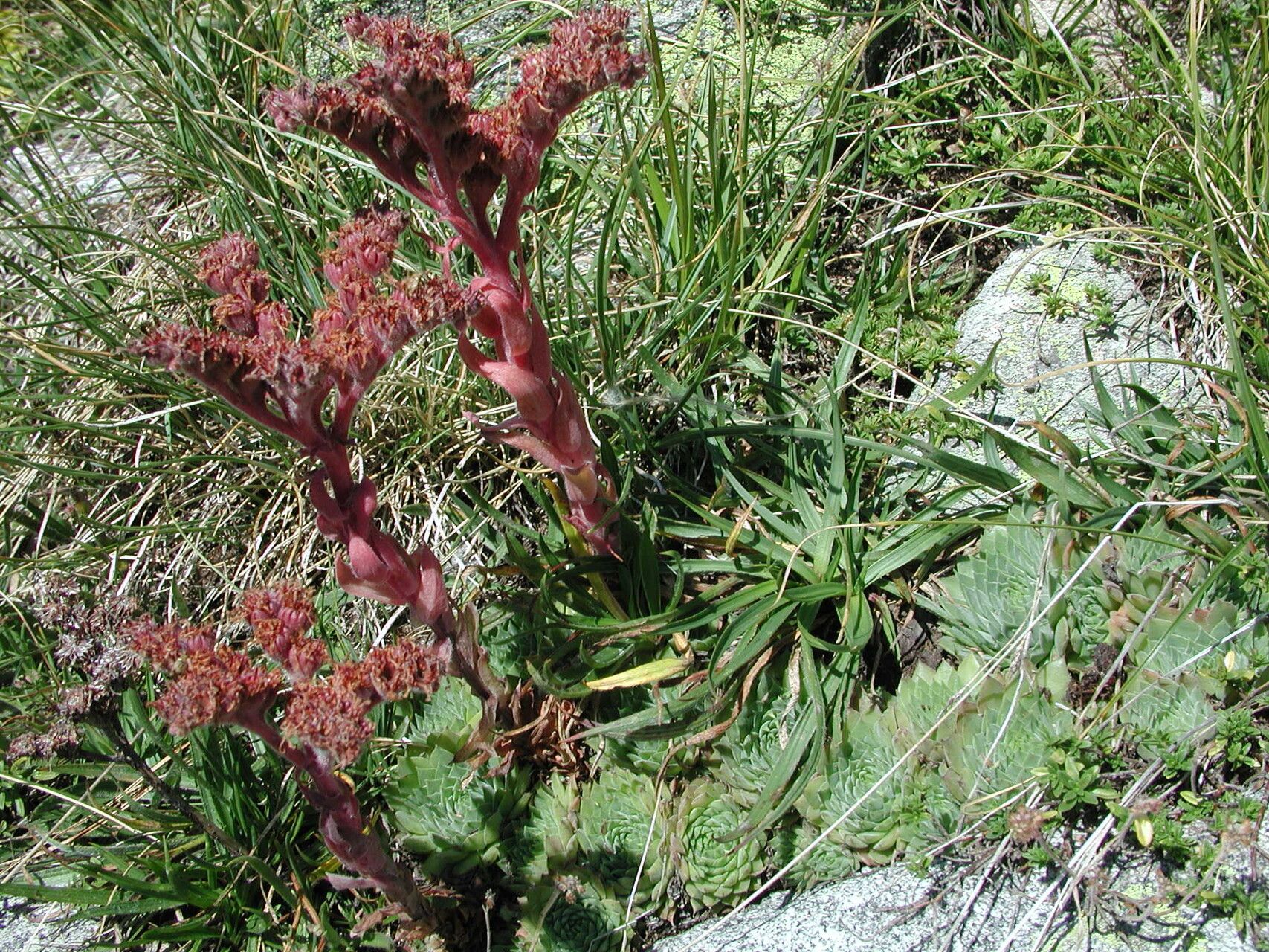 Sempervivum erythraeum flower