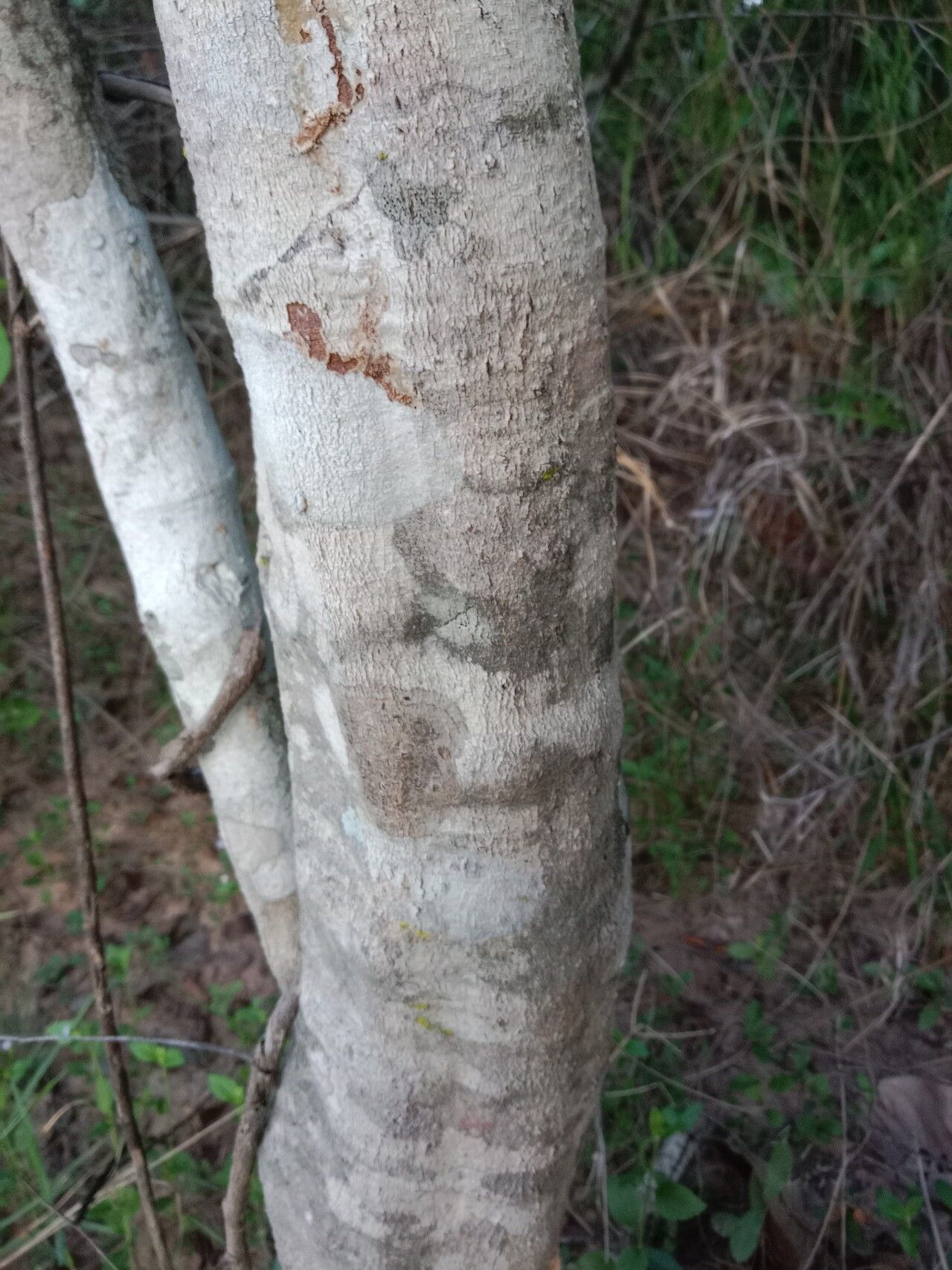Salacia chinensis bark