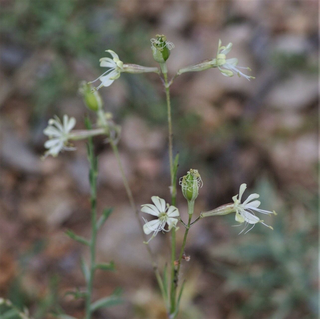 Silene mellifera flower