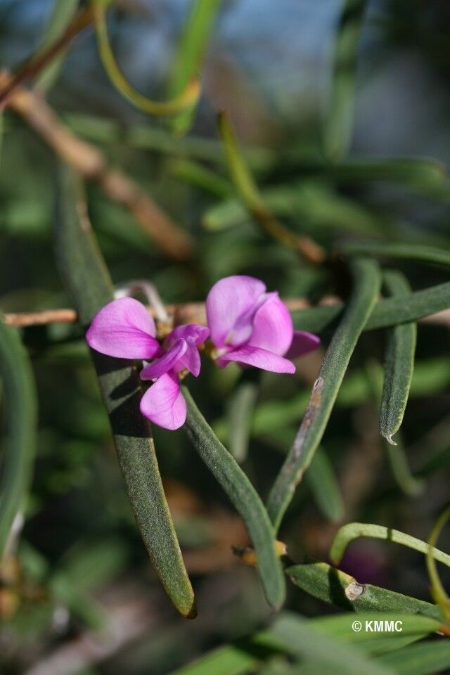 Indigofera depauperata — search result for 'Indigofera'