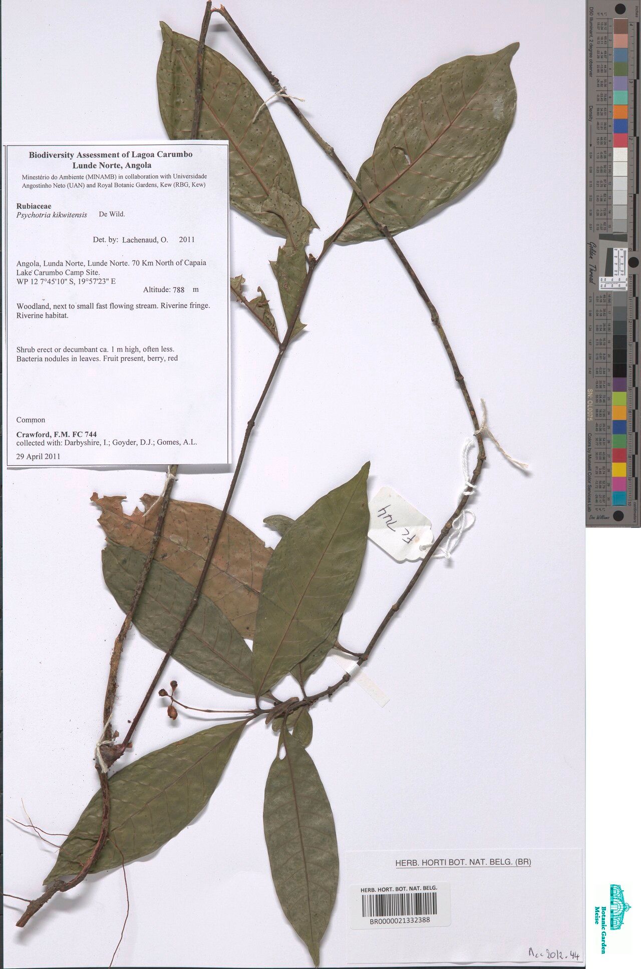 Psychotria kikwitensis — houseplant care guide