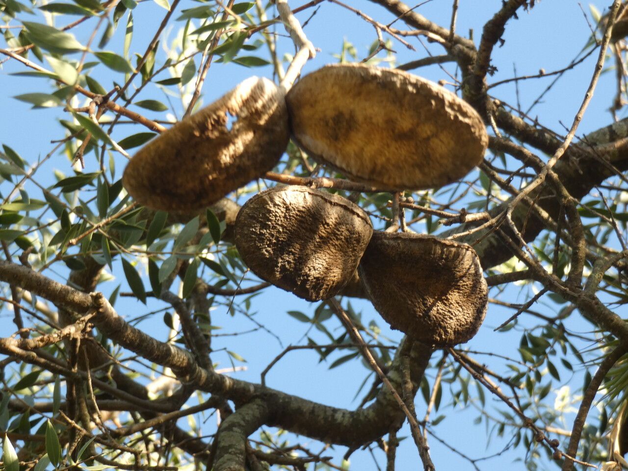 Aspidosperma quebracho-blanco fruit
