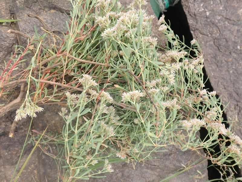 Polycarpaea rheophytica flower