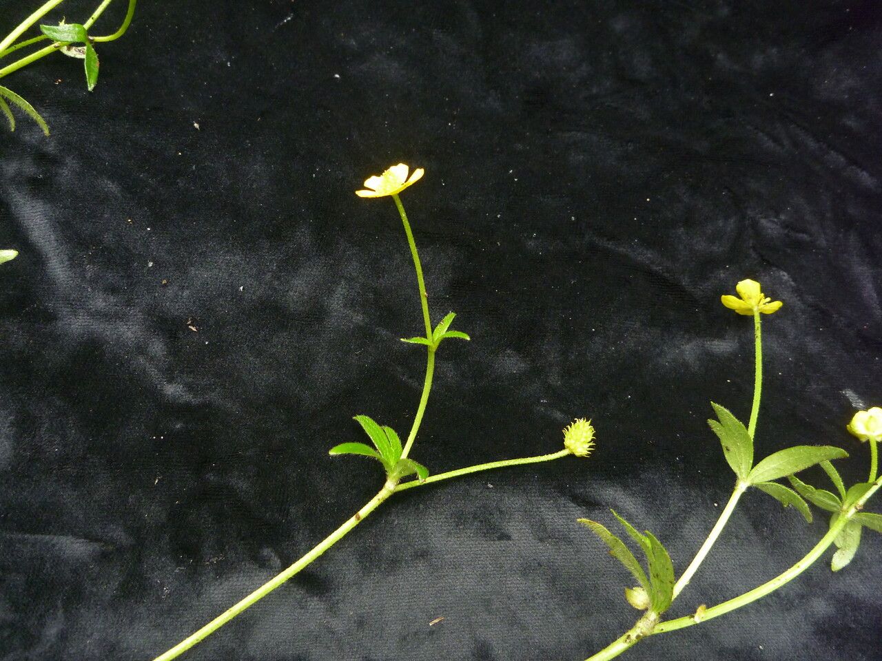 Ranunculus adoxifolius habit