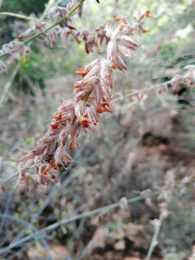 Anthyllis cytisoides fruit