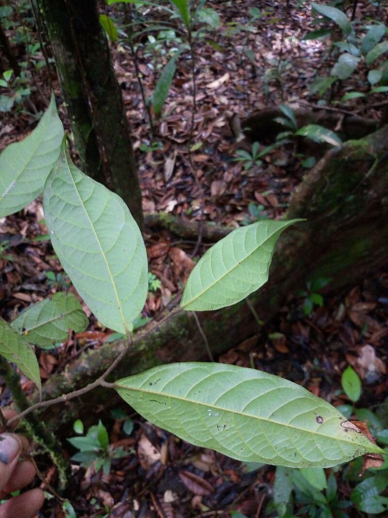 Unonopsis rufescens — houseplant care guide