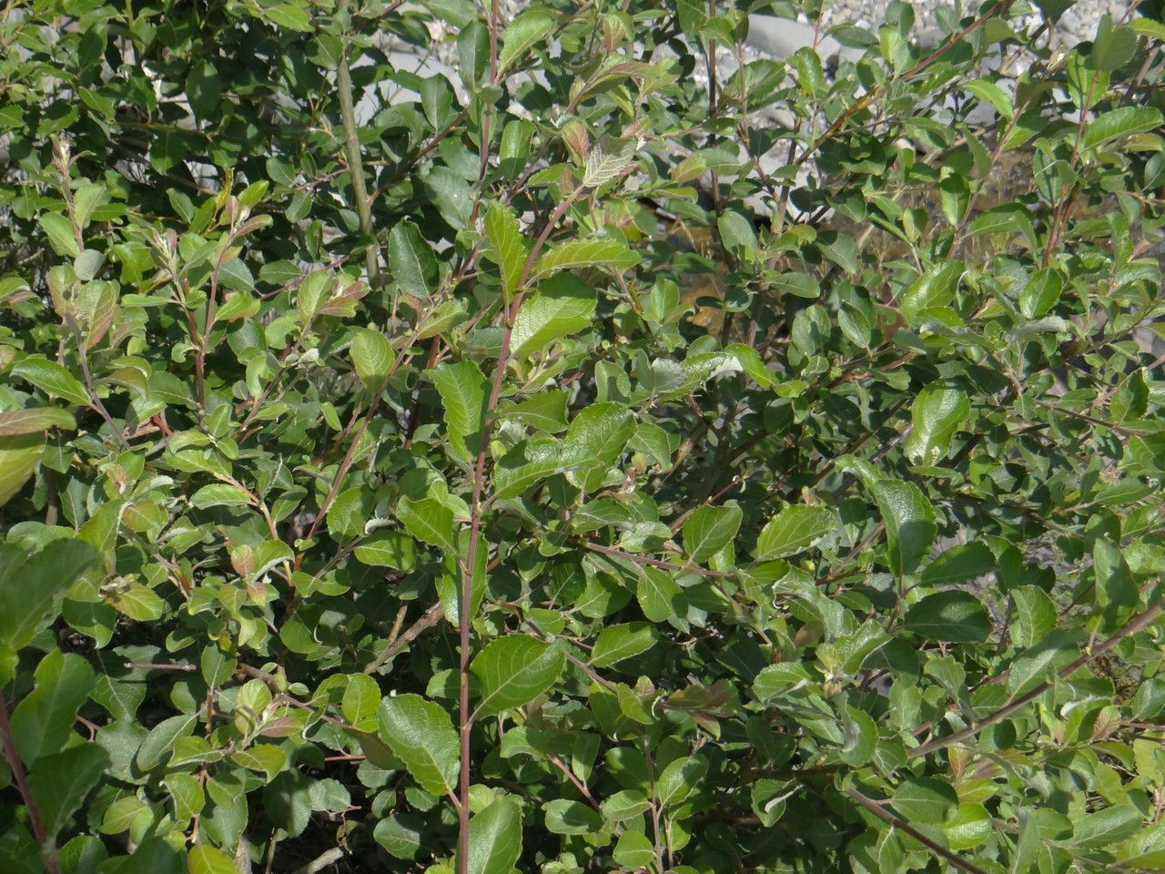 Salix bicolor leaf