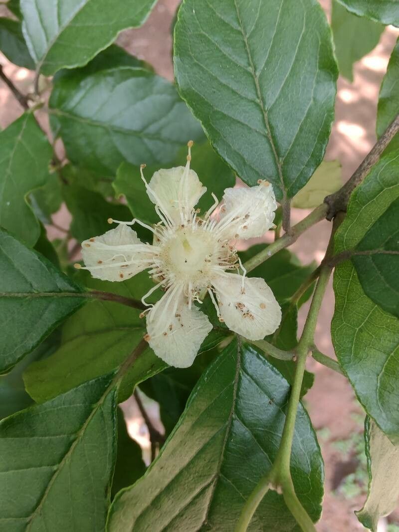 Campomanesia xanthocarpa flower
