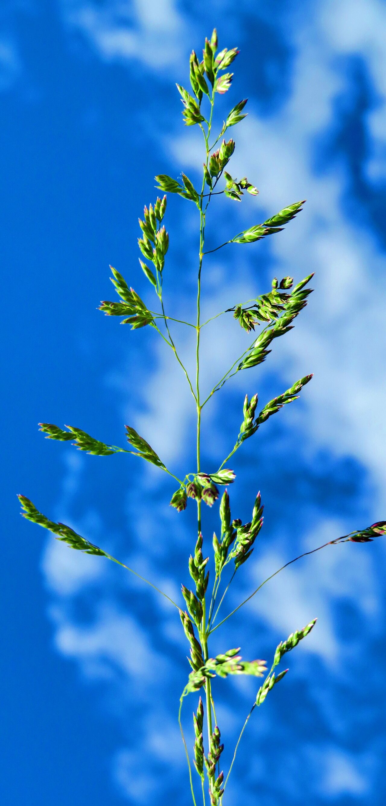 Helictotrichon parlatorei — search result for 'Helictotrichon'