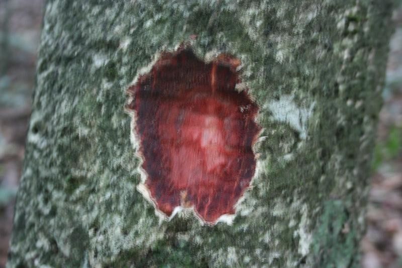 Ouratea decagyna other