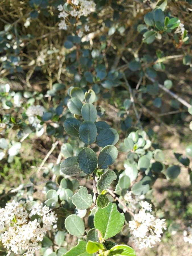 Ceanothus megacarpus leaf