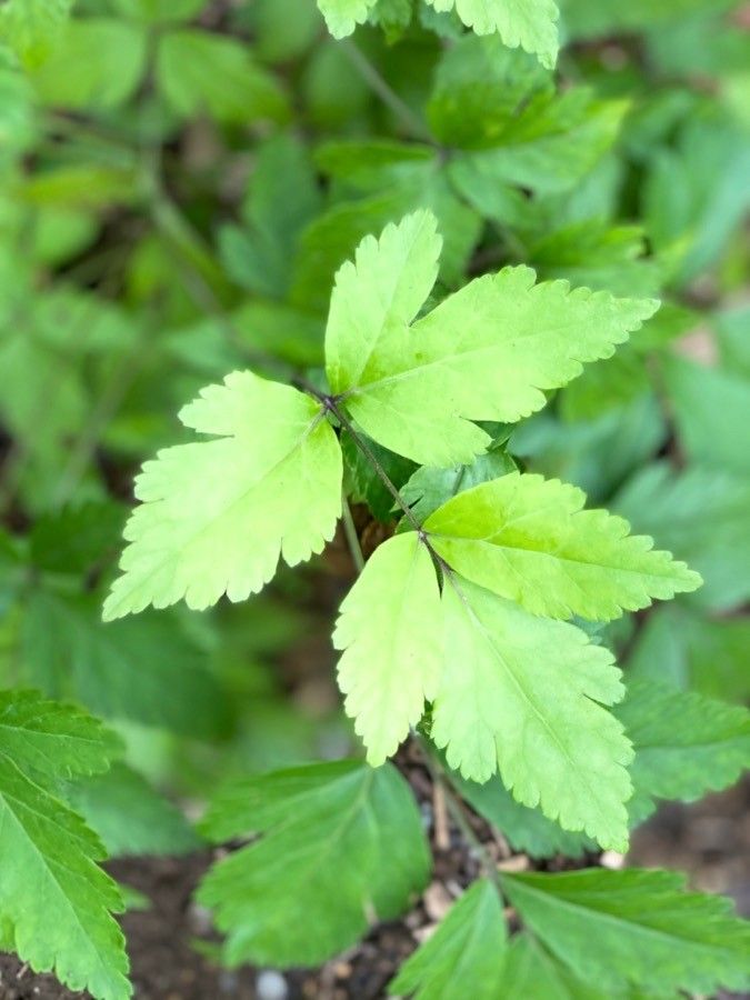 Xanthorhiza simplicissima leaf