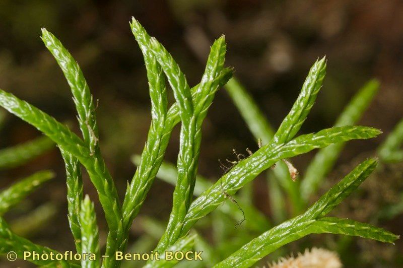 Lycopodium madeirense other