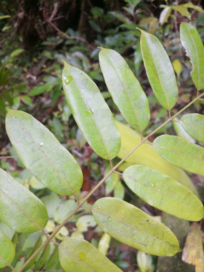 Protium altsonii — related species from the same genus