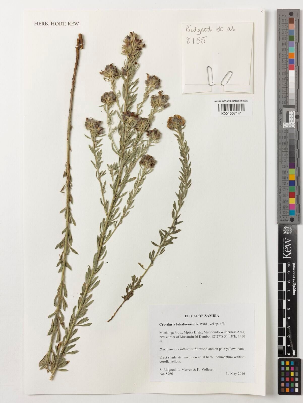 Crotalaria lukafuensis — houseplant care guide