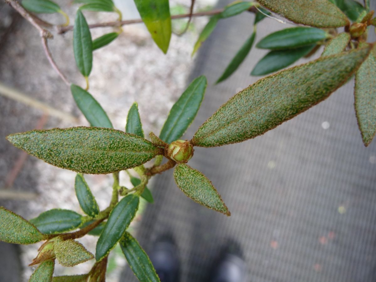 Rhododendron caliginis leaf