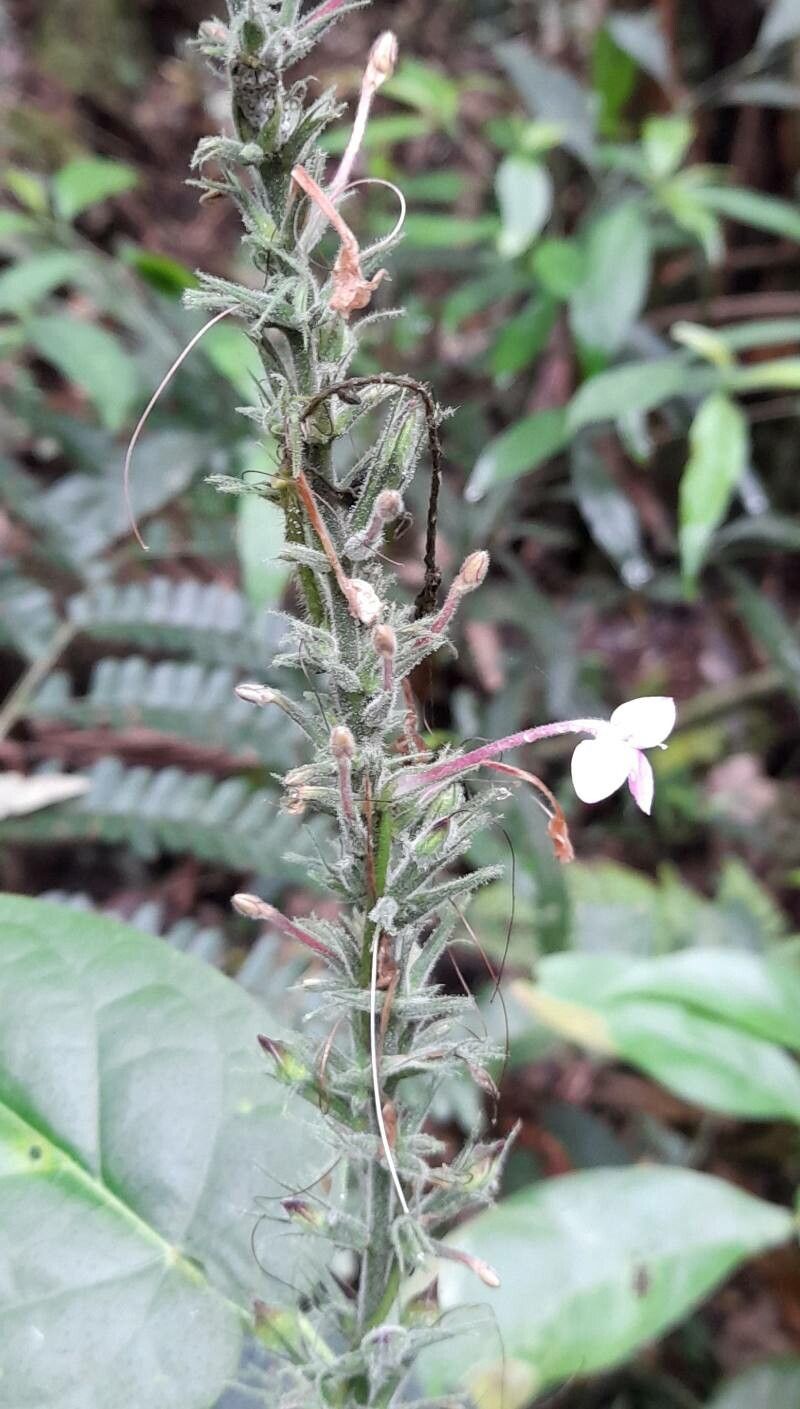 Pachystachys dubiosa flower