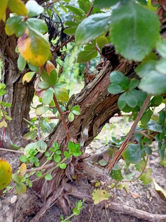 Escallonia laevis bark