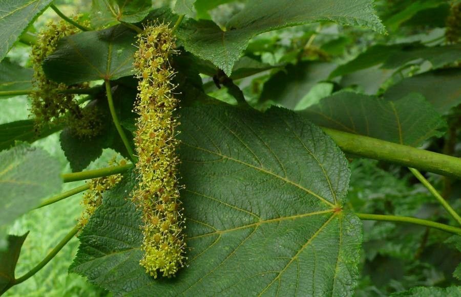Acer nipponicum flower