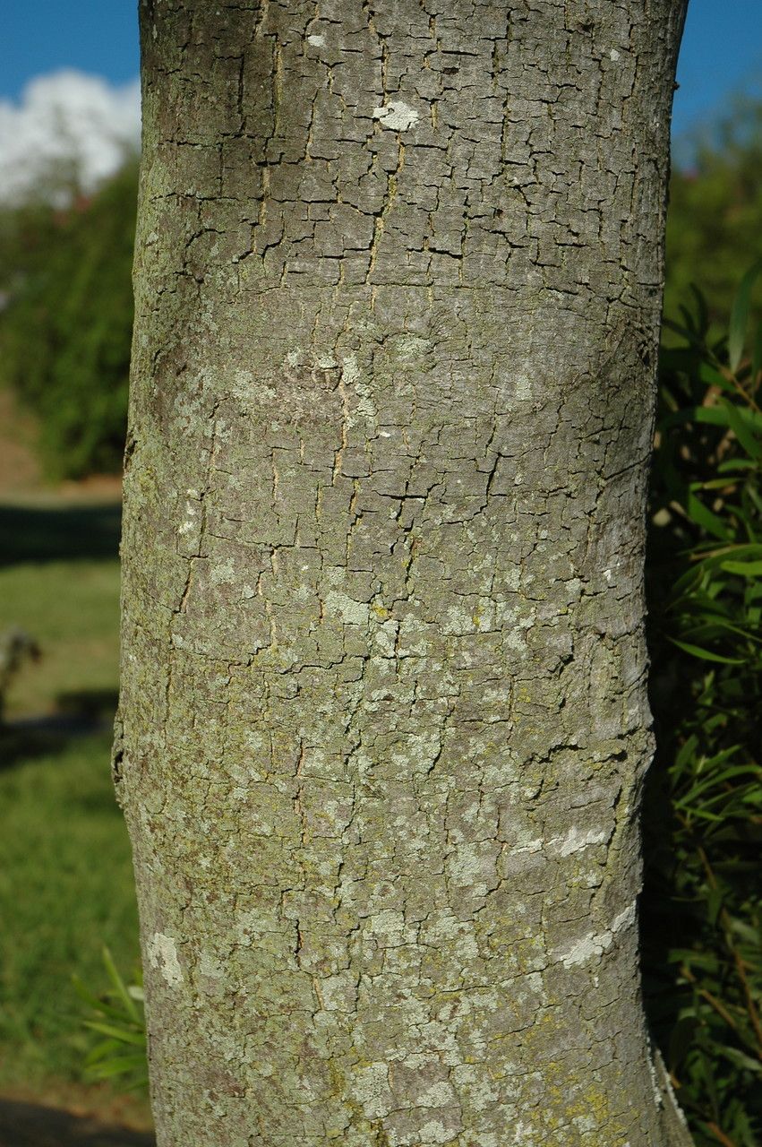 Acacia confusa bark