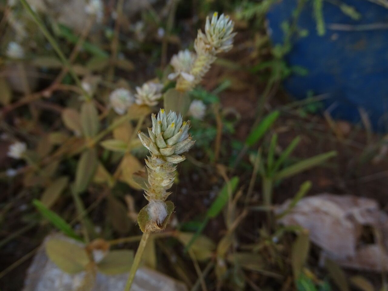 Blutaparon vermiculare flower