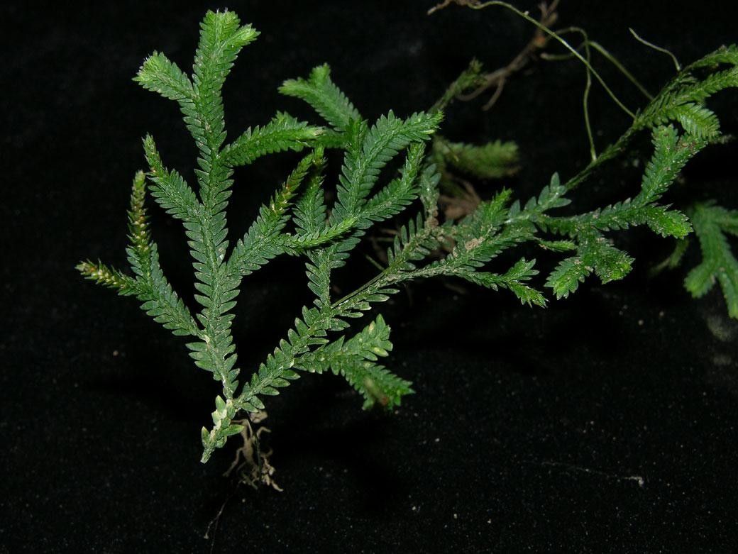 Selaginella diffusa other