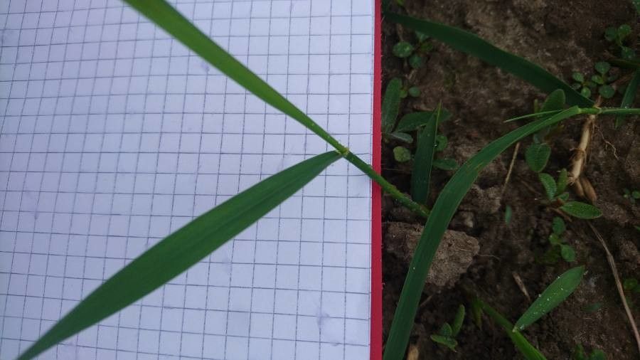 Elytrigia intermedia leaf