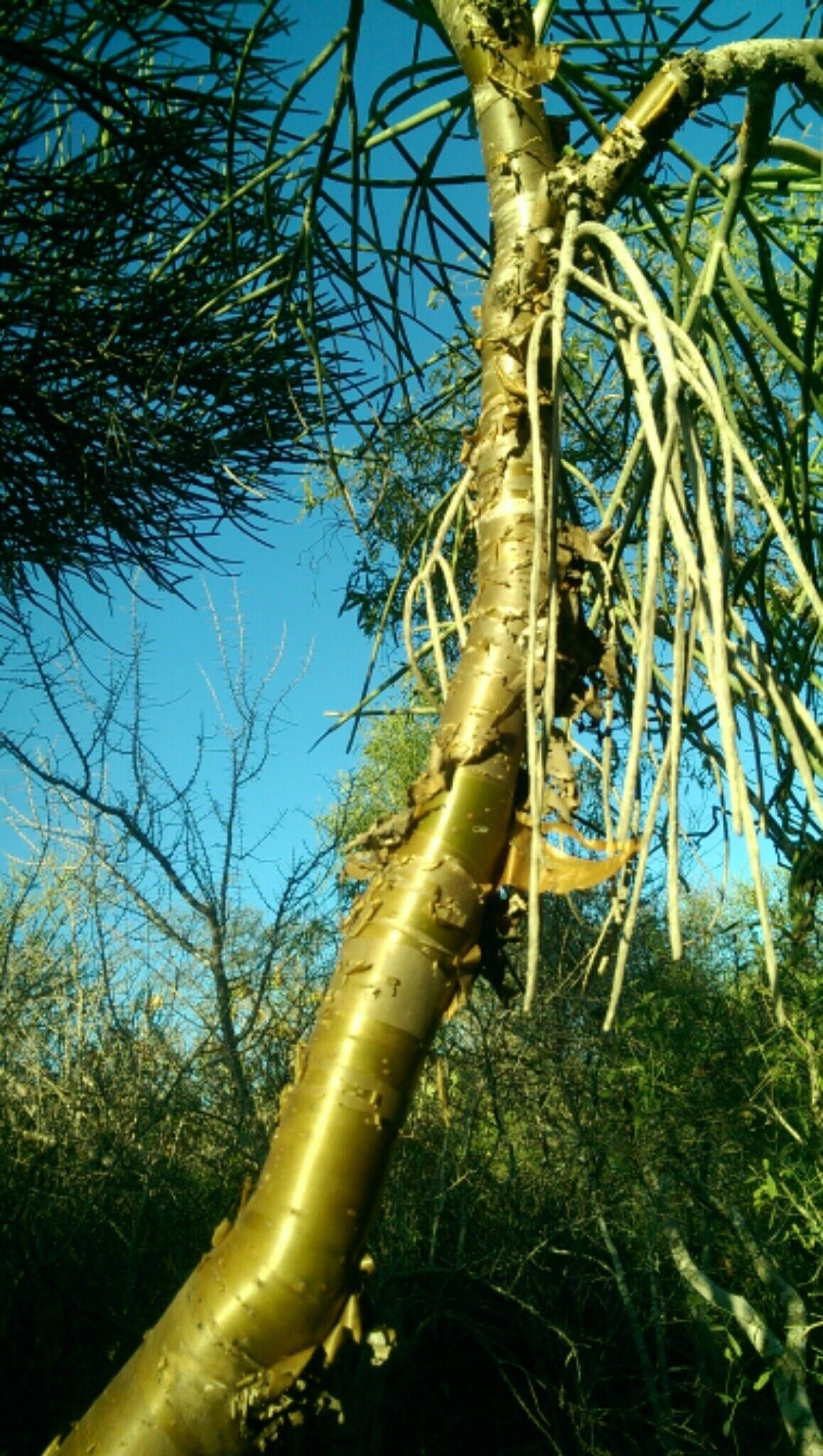 Euphorbia plagiantha — houseplant care guide