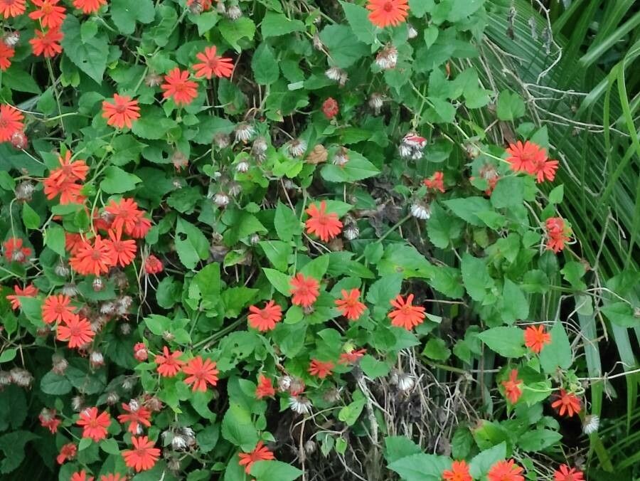 Pseudogynoxys cabrerae flower