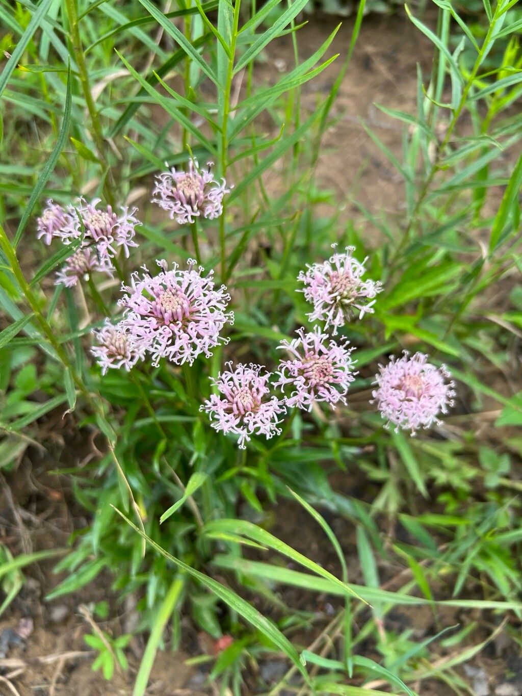 Marshallia pulchra flower