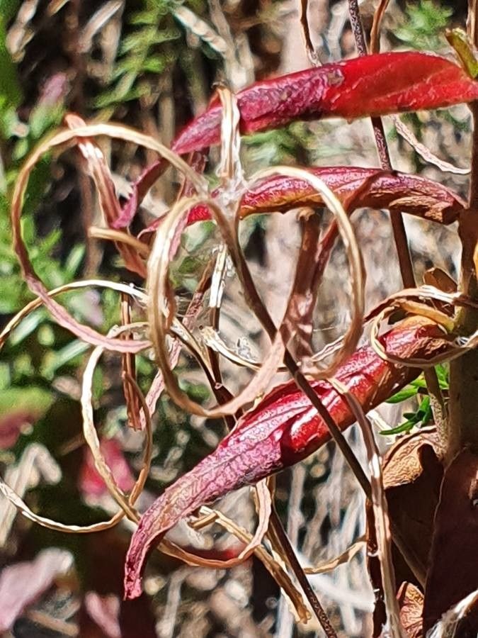 Epilobium stereophyllum fruit