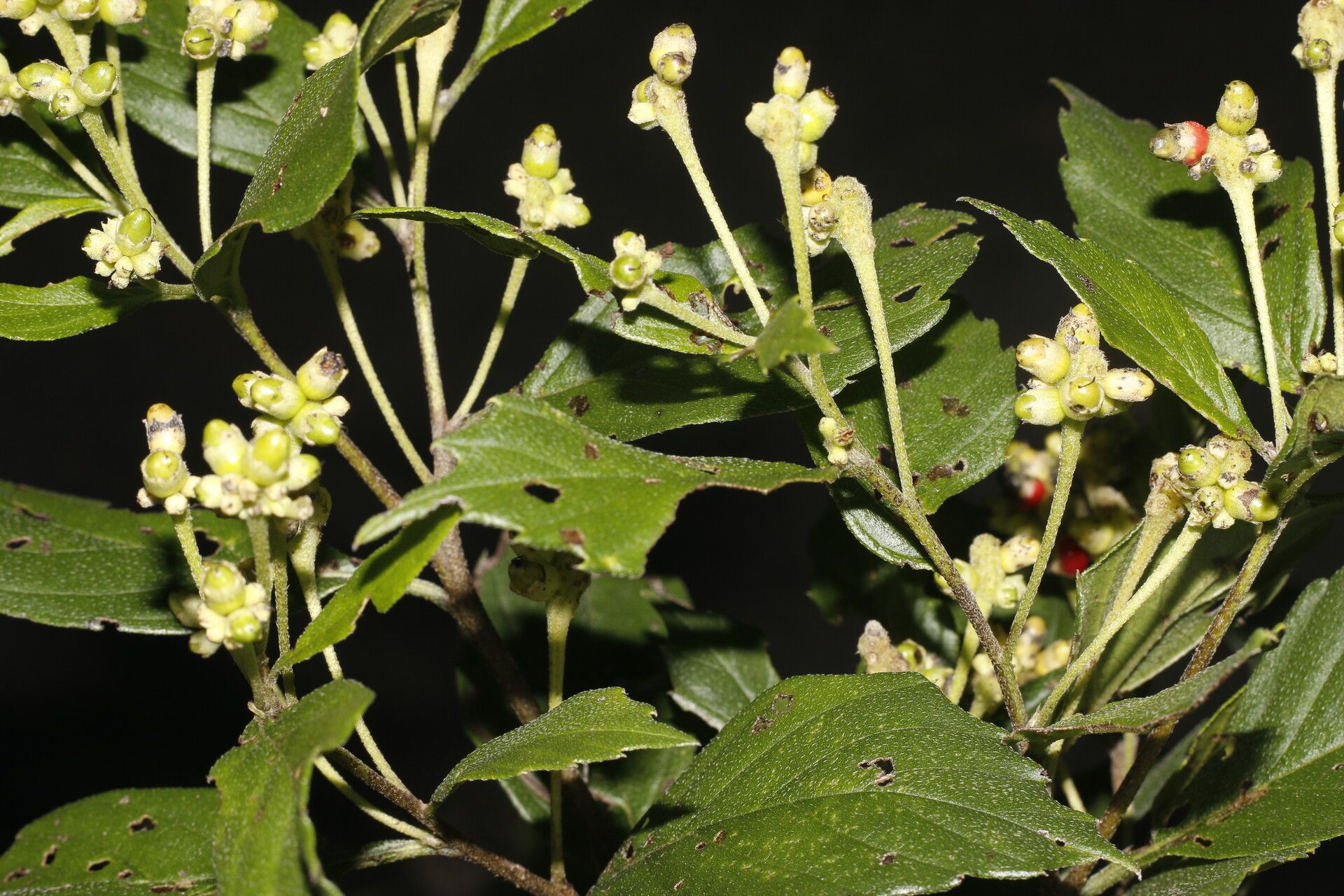 Varronia inermis — houseplant care guide