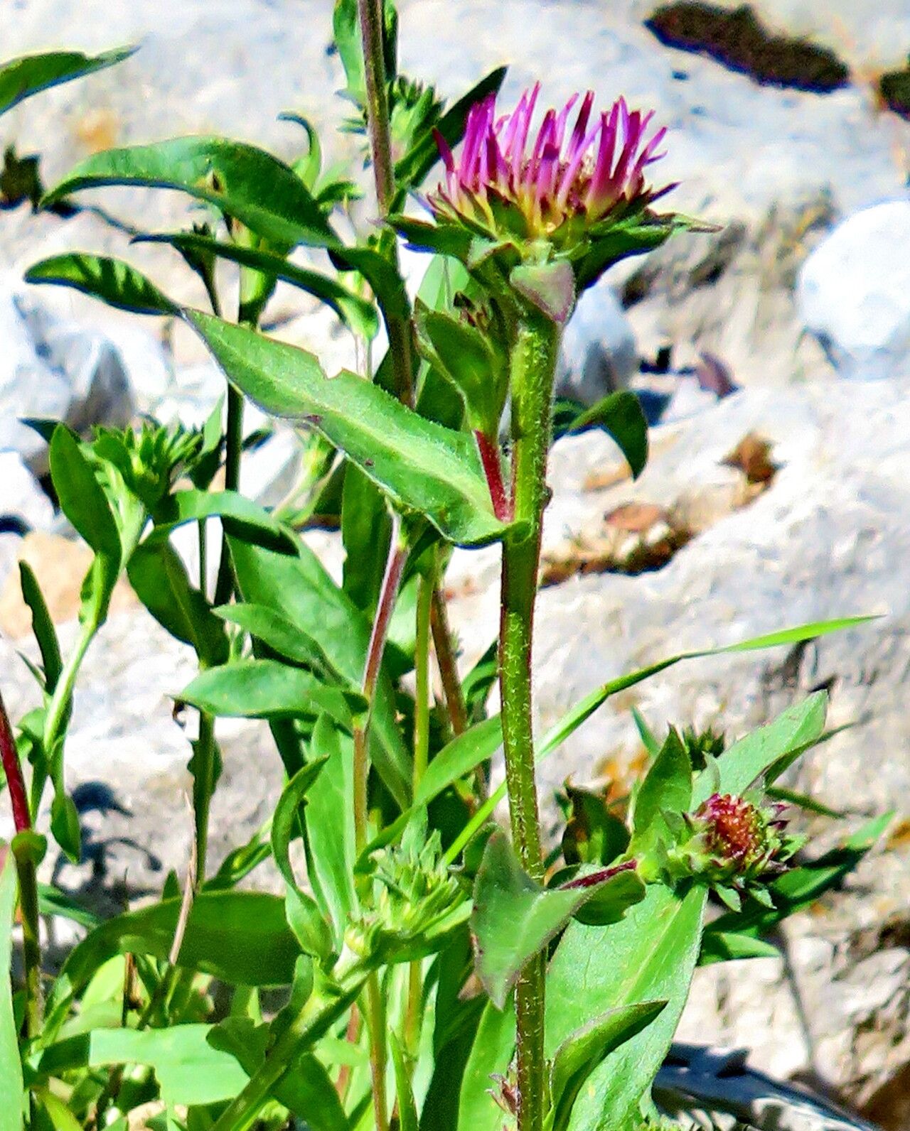 Symphyotrichum spathulatum flower