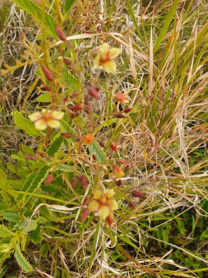 Hermannia exappendiculata flower