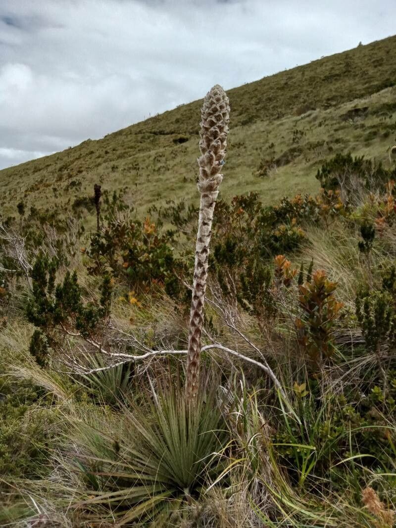 Puya clava-herculis habit