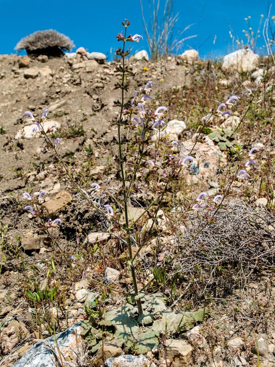 Salvia veneris habit