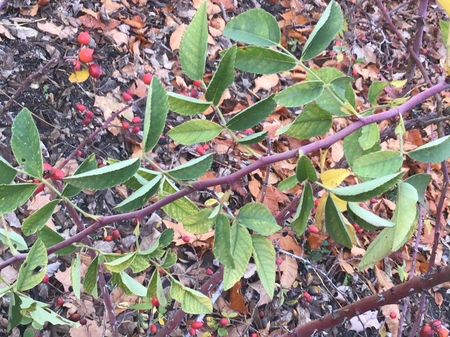 Rosa caesia — houseplant care guide