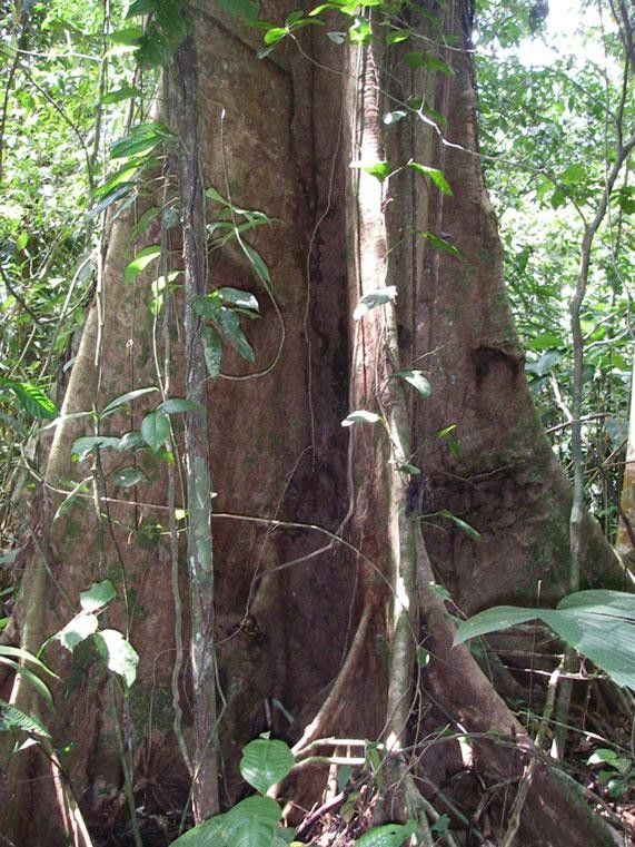 Ocotea hartshorniana bark