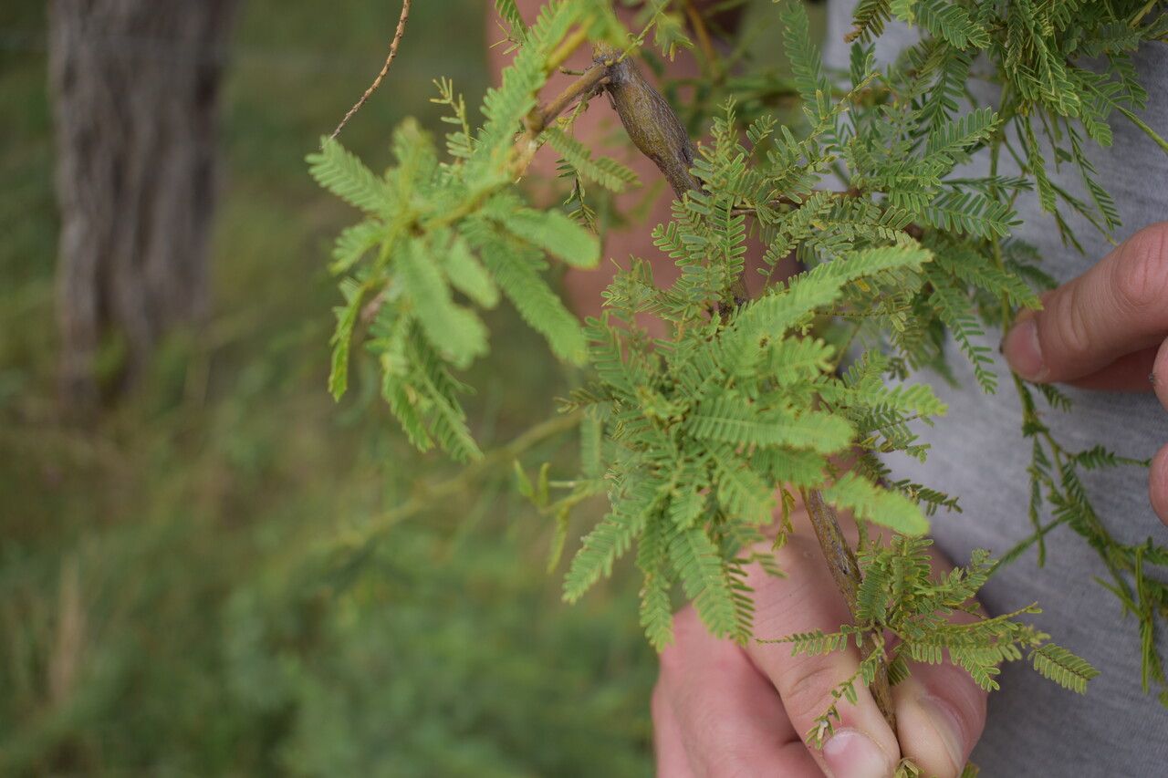 Prosopis affinis leaf