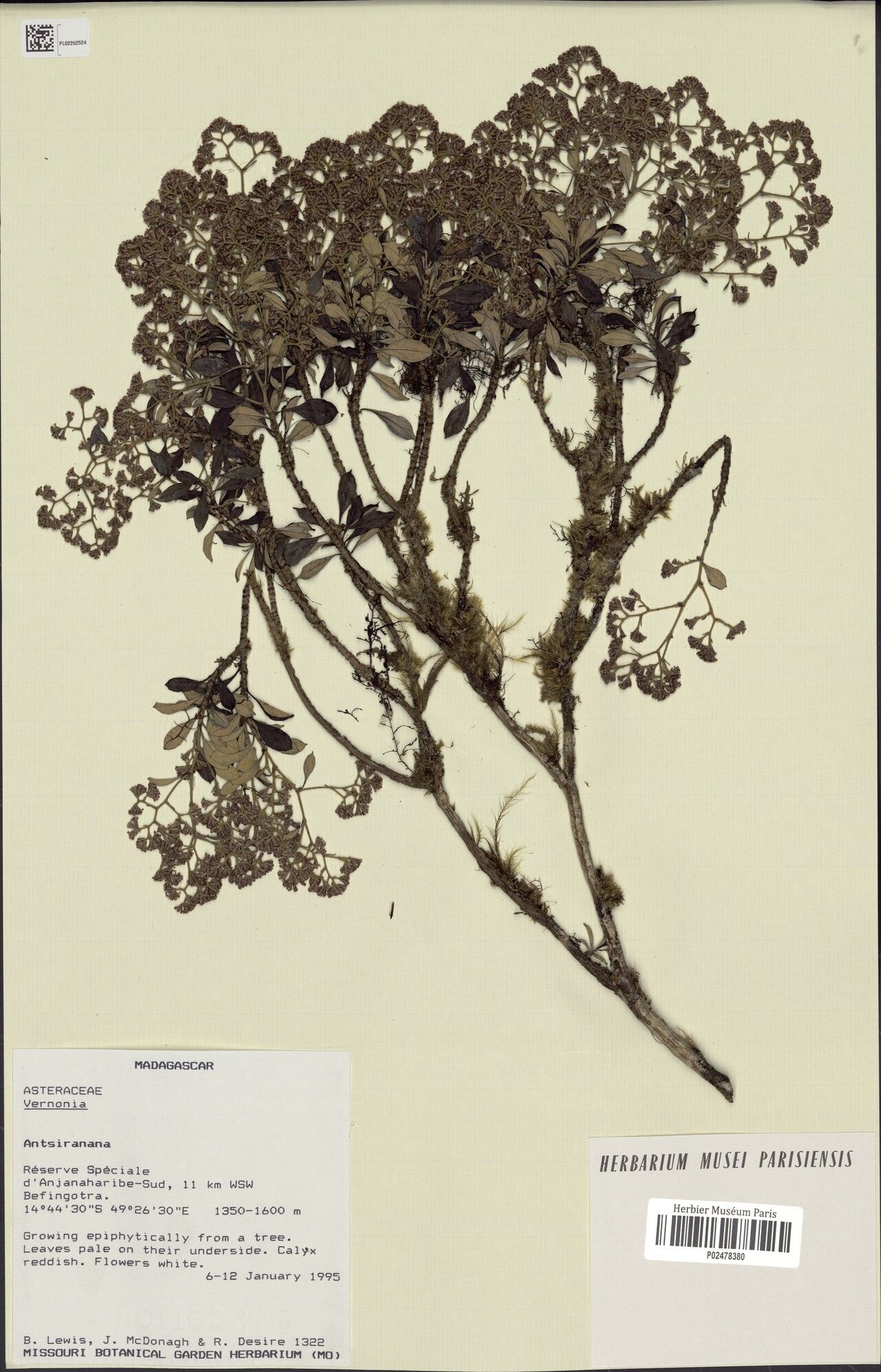 Helichrysum benoistii — houseplant care guide