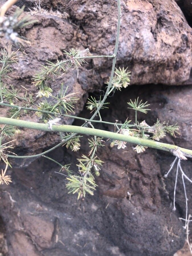 Asparagus umbellatus leaf