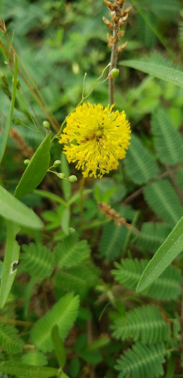 Mimosa Quadrivalvis flower
