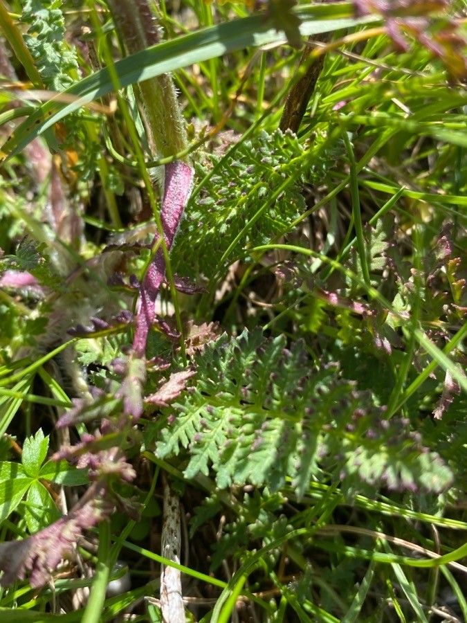 Pedicularis cenisia — search result for 'Pedicularis'
